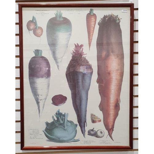 189 - Three framed botanical prints of vegetables by Vilmorin Andrieux Cie., each 62cm x 48cm