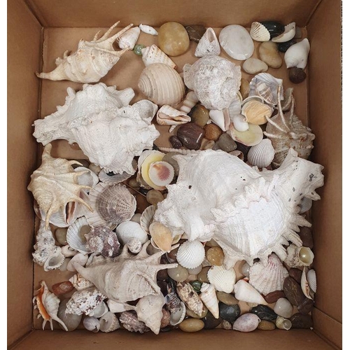 102 - Quantity of assorted shells and hardstone pebbles