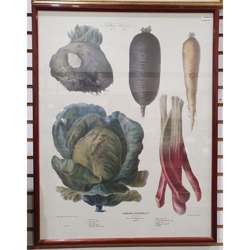 189 - Three framed botanical prints of vegetables by Vilmorin Andrieux Cie., each 62cm x 48cm