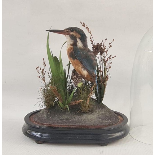 104 - Taxidermy kingfisher in natural setting, under glass dome, 27cm high