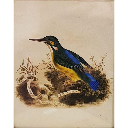 291 - 19th century school
 Heightened watercolour 
 Kingfisher in naturalistic setting, marked 'Flumina Am... 