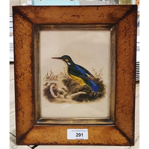 291 - 19th century school
 Heightened watercolour 
 Kingfisher in naturalistic setting, marked 'Flumina Am... 