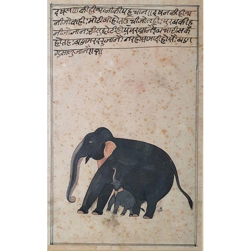 298 - Possibly 19th or 20th century Indian school
 Watercolour 
 Elephant with calf, script above, 24cm x ... 