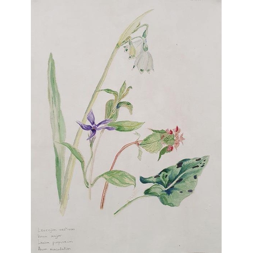 302 - 20th century school
 Watercolour drawing
 Studies of flora, various unframed (all unframed)