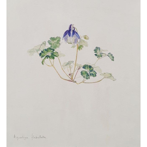 302 - 20th century school
 Watercolour drawing
 Studies of flora, various unframed (all unframed)