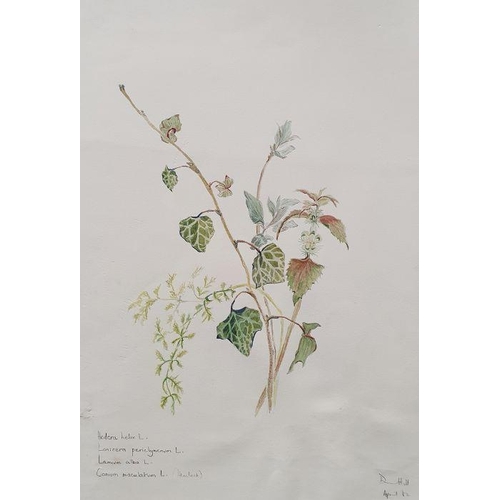 302 - 20th century school
 Watercolour drawing
 Studies of flora, various unframed (all unframed)