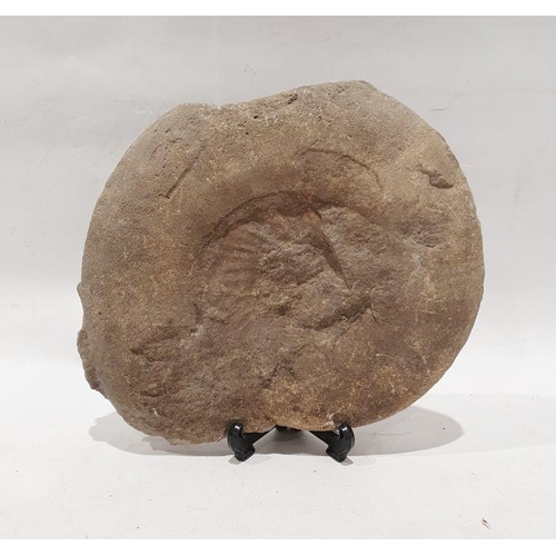 168 - Ammonite fossil, 24cm tall and 28cm wide