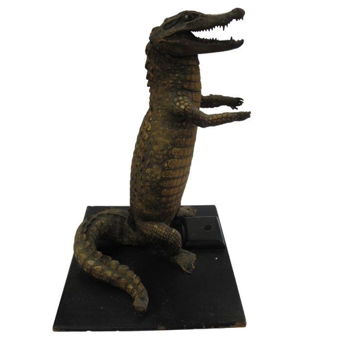 332 - Taxidermic alligator with painted eyes, standing up on ebonised wood plinth base, four bun feet, 65c... 