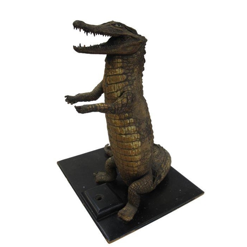 332 - Taxidermic alligator with painted eyes, standing up on ebonised wood plinth base, four bun feet, 65c... 