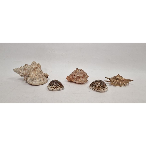 176 - Large conch shell and four further seashells (5)