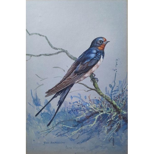 233 - Jesse Hayden
 Watercolours 

Portraits of birds - wheatear, lesser spotted woodpecker, linnet, goldf... 