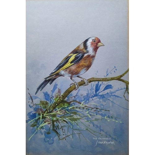 233 - Jesse Hayden
 Watercolours 

Portraits of birds - wheatear, lesser spotted woodpecker, linnet, goldf... 