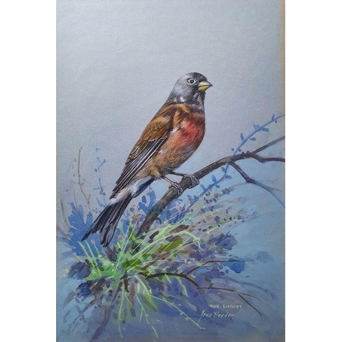 233 - Jesse Hayden
 Watercolours 

Portraits of birds - wheatear, lesser spotted woodpecker, linnet, goldf... 