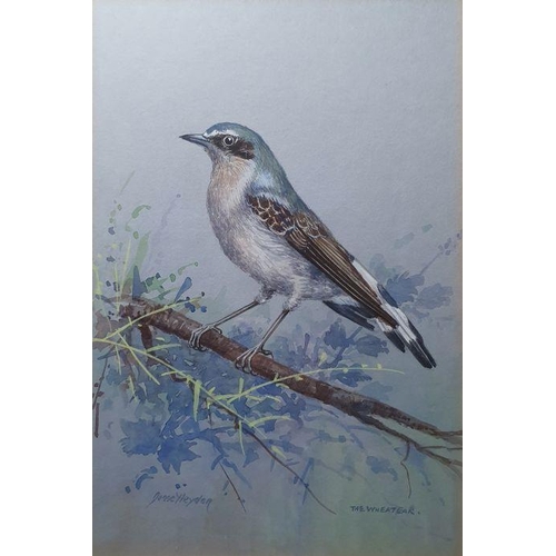 233 - Jesse Hayden
 Watercolours 

Portraits of birds - wheatear, lesser spotted woodpecker, linnet, goldf... 