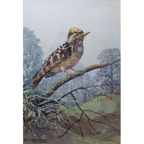 233 - Jesse Hayden
 Watercolours 

Portraits of birds - wheatear, lesser spotted woodpecker, linnet, goldf... 