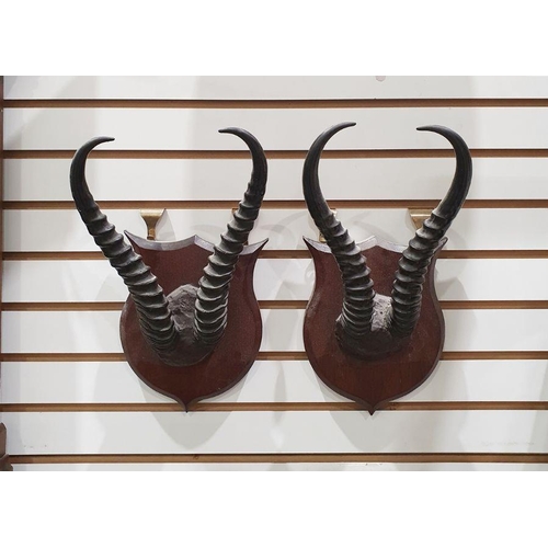 120 - Pair of Kudu(?) probably African antelope ,horns set on mahogany shields and set of cattle horns