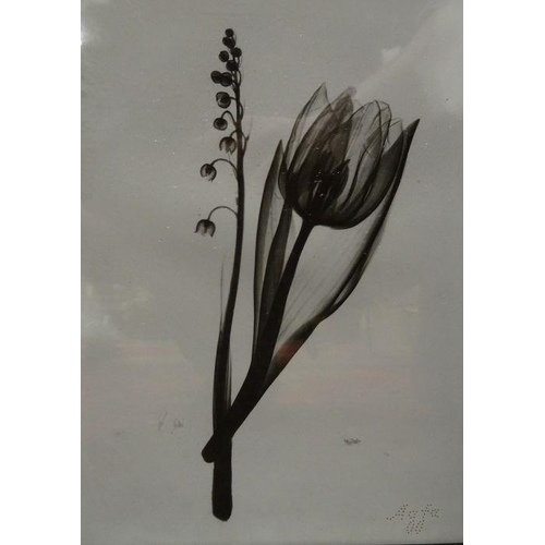 422 - Two black and white photogram studies of tulips, stamped 'AGFA' to bottom right corner (2)