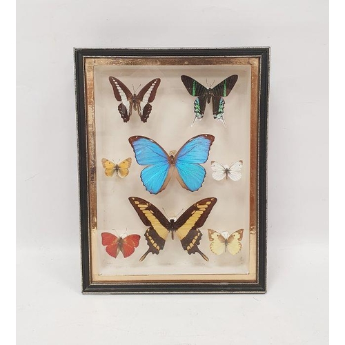 98 - Framed and mounted butterflies