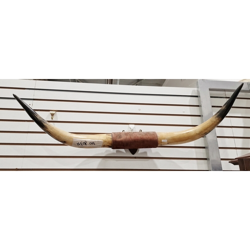 120 - Pair of Kudu(?) probably African antelope ,horns set on mahogany shields and set of cattle horns