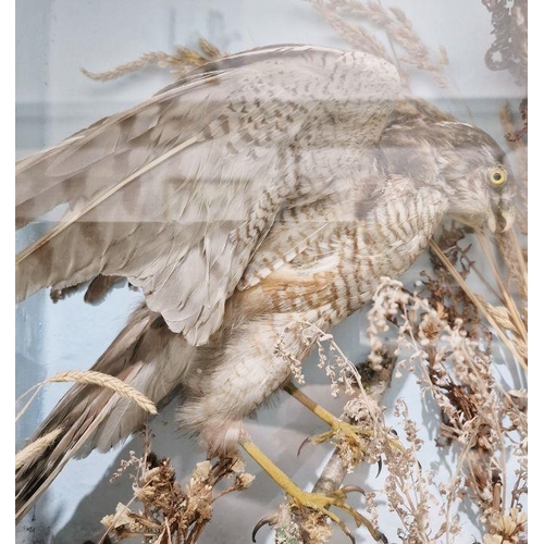 128 - Victorian taxidermy cased diorama of a gosshawk, buzzard with prey in its talons and a further bird ... 