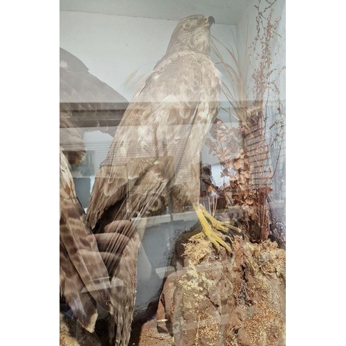 128 - Victorian taxidermy cased diorama of a gosshawk, buzzard with prey in its talons and a further bird ... 