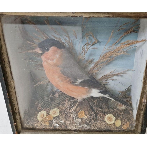 129 - Victorian cased taxidermy Eurasian Bullfinch within a naturalistic setting, with a A C Foot taxiderm... 