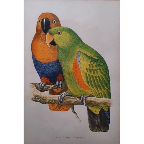 251 - Jarvis (20th century) 
 Watercolour 
 Parrots, signed lower right 
 Elizabeth St John 
 Watercolour
... 