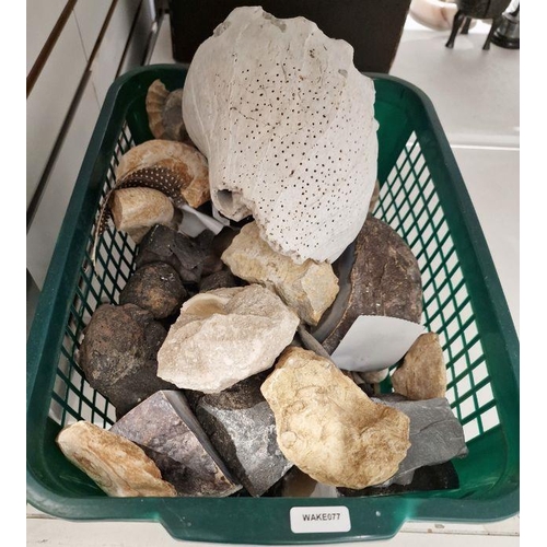 146 - Collection of seashells, fossils, minerals and geodes including ammonite, recovered shards and vines... 