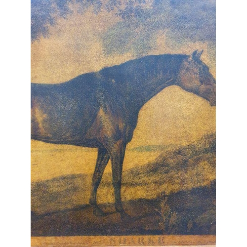 285 - After George Stubbs (1724-1806)
 Coloured mezzotint engraving
 “Sharke” engraved by George Townly St... 