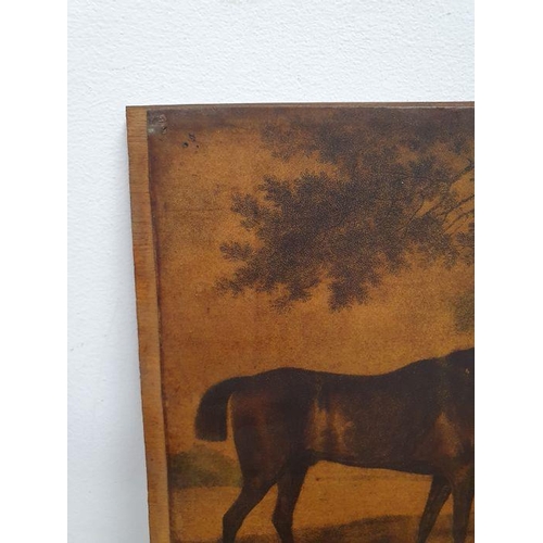 285 - After George Stubbs (1724-1806)
 Coloured mezzotint engraving
 “Sharke” engraved by George Townly St... 