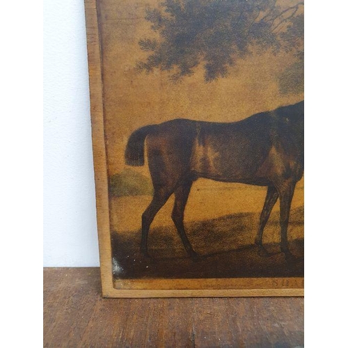 285 - After George Stubbs (1724-1806)
 Coloured mezzotint engraving
 “Sharke” engraved by George Townly St... 