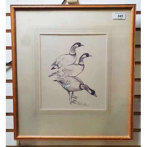 345 - Peter Scott (1909-1989)
 Pen, ink and wash
 Study of three geese heightened with white, signed lower... 