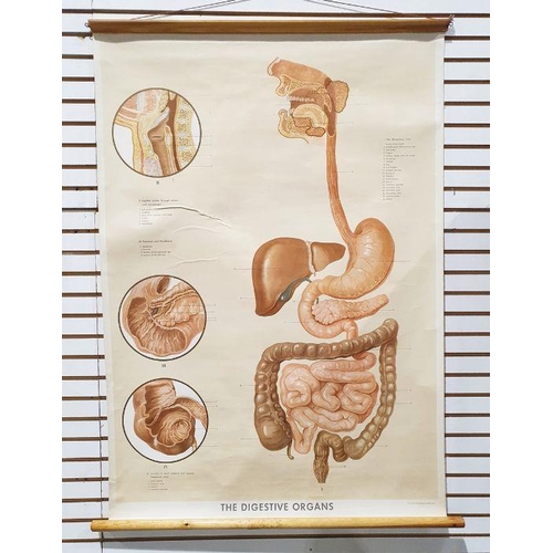 393 - Vintage hanging medical diagram poster of the digestive system, canvas backed, by Adam Ruilly of Lon... 