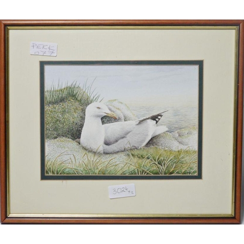 314 - John Dolton (20th century school)
 Watercolour
 Seagull nesting, signed lower right, 14.5cm x 20cm
 ... 