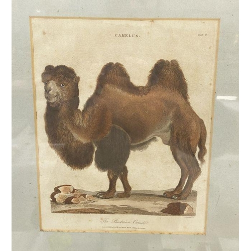 227 - Two antique prints framed together. 'The White Tartarian Camel or Dromedary', engraved J. Chapman, p... 