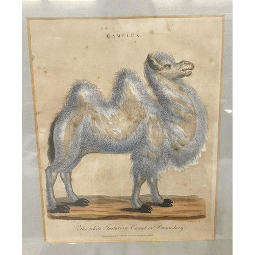 227 - Two antique prints framed together. 'The White Tartarian Camel or Dromedary', engraved J. Chapman, p... 