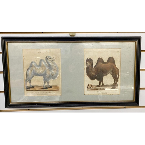 227 - Two antique prints framed together. 'The White Tartarian Camel or Dromedary', engraved J. Chapman, p... 