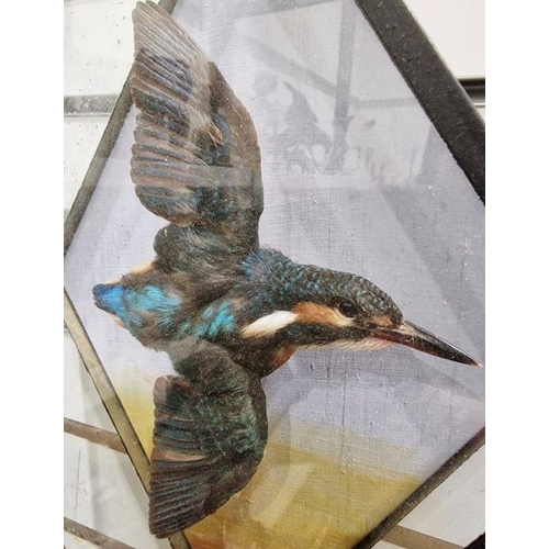 205 - LOT WITHDRAWN 
 Taxidermy common Kingfisher, mounted with wings outstretched as if in flight, housed... 