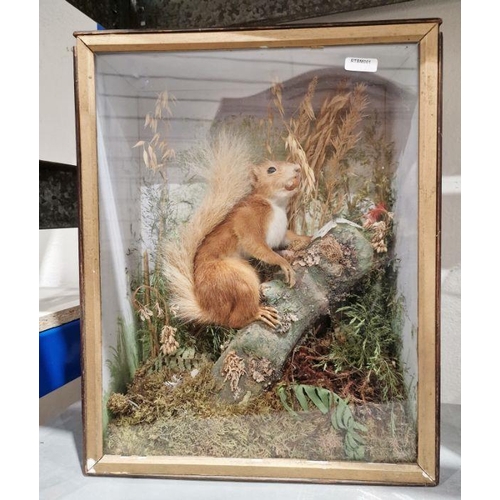 208 - 20th century taxidermy specimen, Red Squirrel, posed upon a branch beside a Butterfly, amongst folia... 