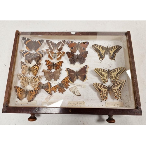 210 - Collection of taxidermy Butterflies, housed within a four-tiered stained pine chest of drawers, to i... 