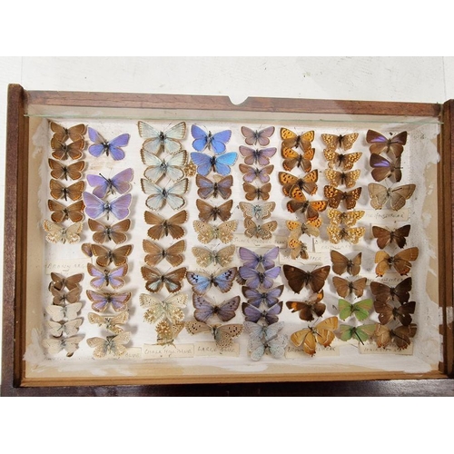 210 - Collection of taxidermy Butterflies, housed within a four-tiered stained pine chest of drawers, to i... 