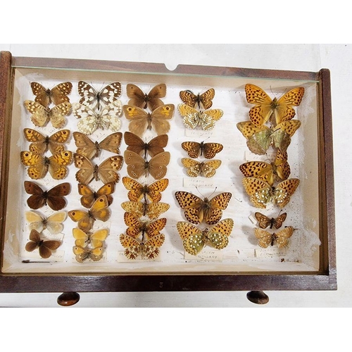 210 - Collection of taxidermy Butterflies, housed within a four-tiered stained pine chest of drawers, to i... 