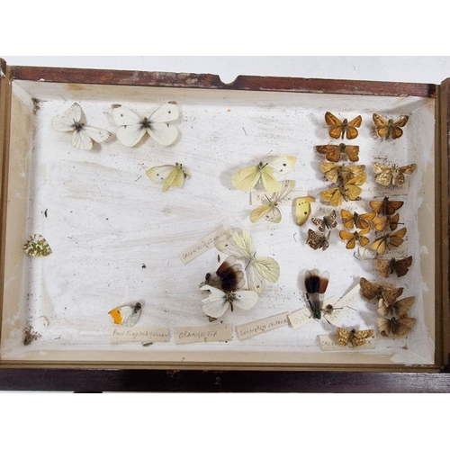 210 - Collection of taxidermy Butterflies, housed within a four-tiered stained pine chest of drawers, to i... 