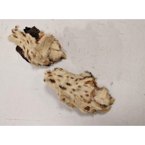 206 - Cheetah skin rug with head, backed (with some loose parts and some claws missing, fangs intact, ear ... 