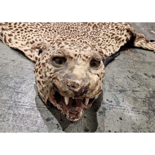 207 - Leopardskin rug with head (some repair, damage to nose, one fang missing, restoration needed to legs... 