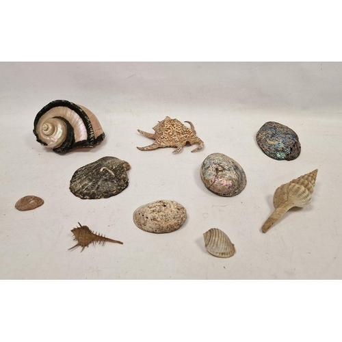 214 - Quantity decorative shells