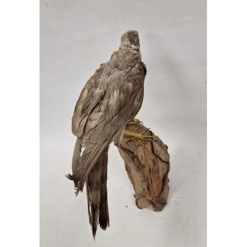 241 - Taxidermy sparrowhawk on log, 40cm high