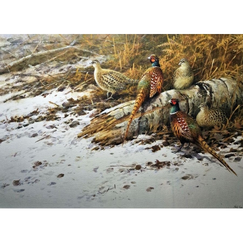 345 - Neil Cox (British b.1955)
 Watercolour
 Pheasants in snow-covered undergrowth, signed lower right, f... 