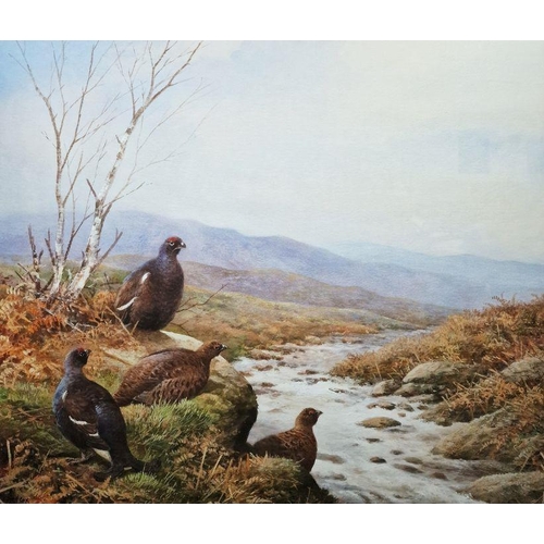 350 - Neil Cox (British b.1955)
 Watercolour
 Black grouse and grouse in moorland beside stream, signed lo... 