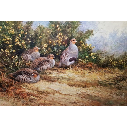 353 - Neil Cox (British b.1955)
 Watercolour
 Partridge beside gorse, signed lower left, framed and glazed... 